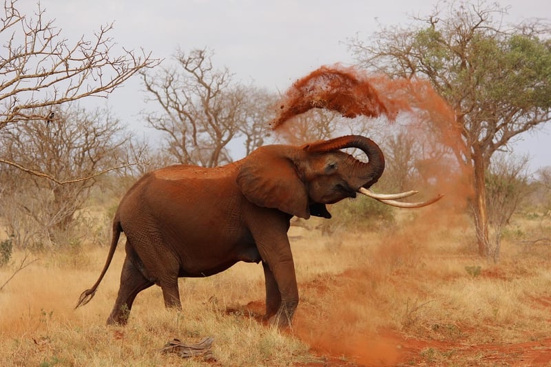 Elephant in the jungle