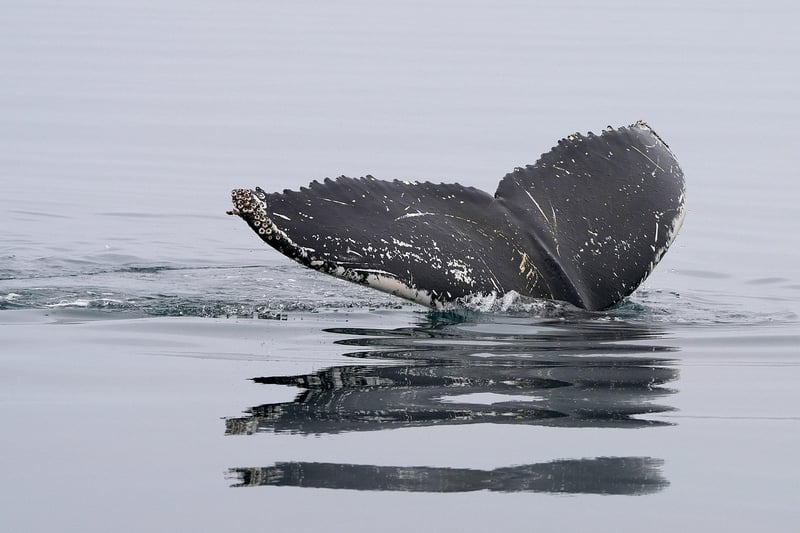 whale