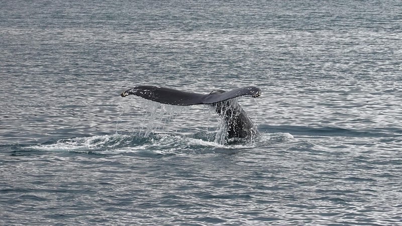 whale watching